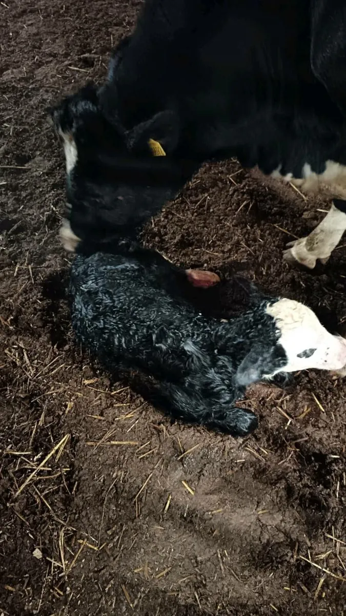 Angus Hereford Calves - Image 4