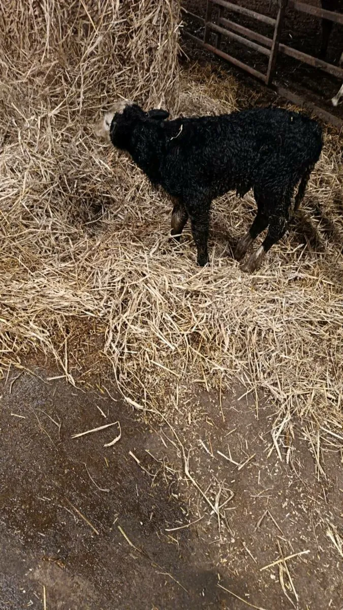 Angus Hereford Calves - Image 3