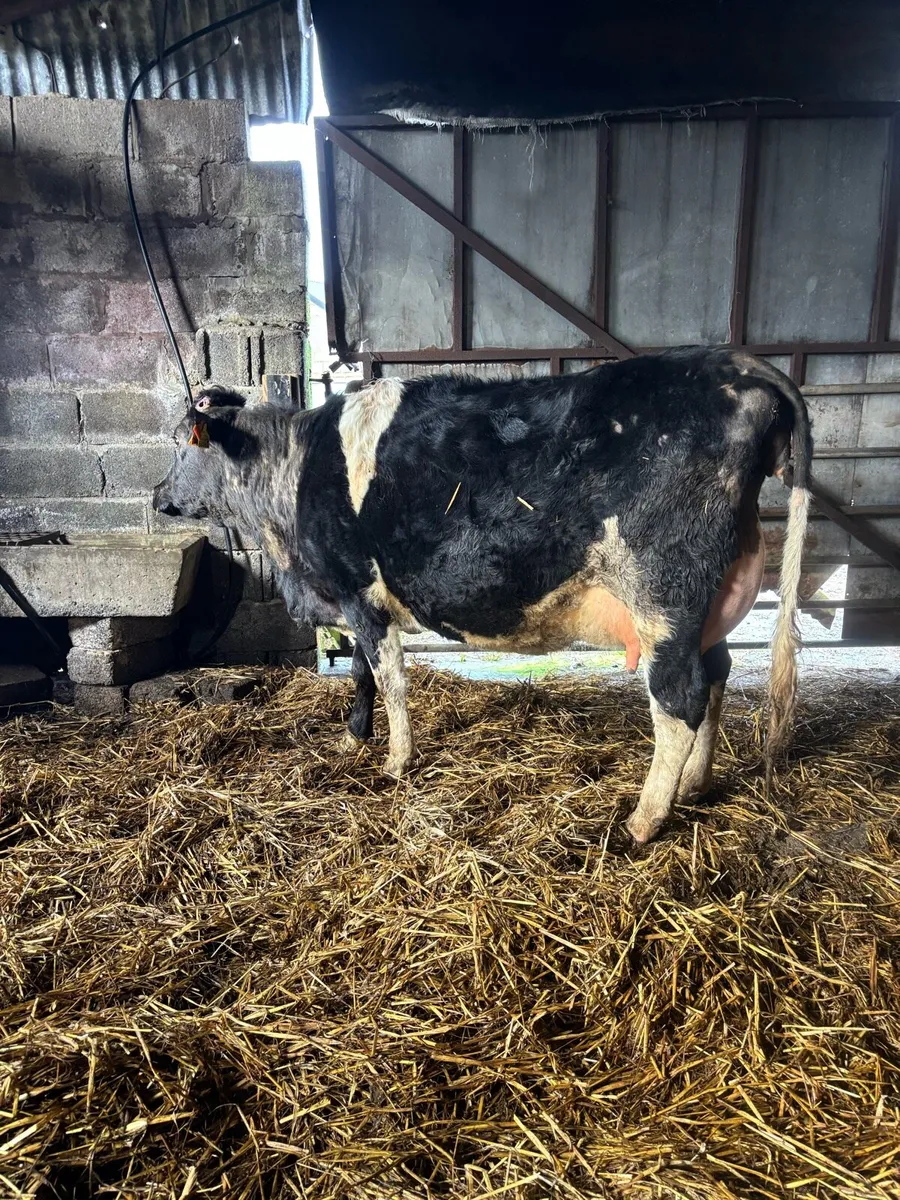 Springing cows/ heifers - Image 1