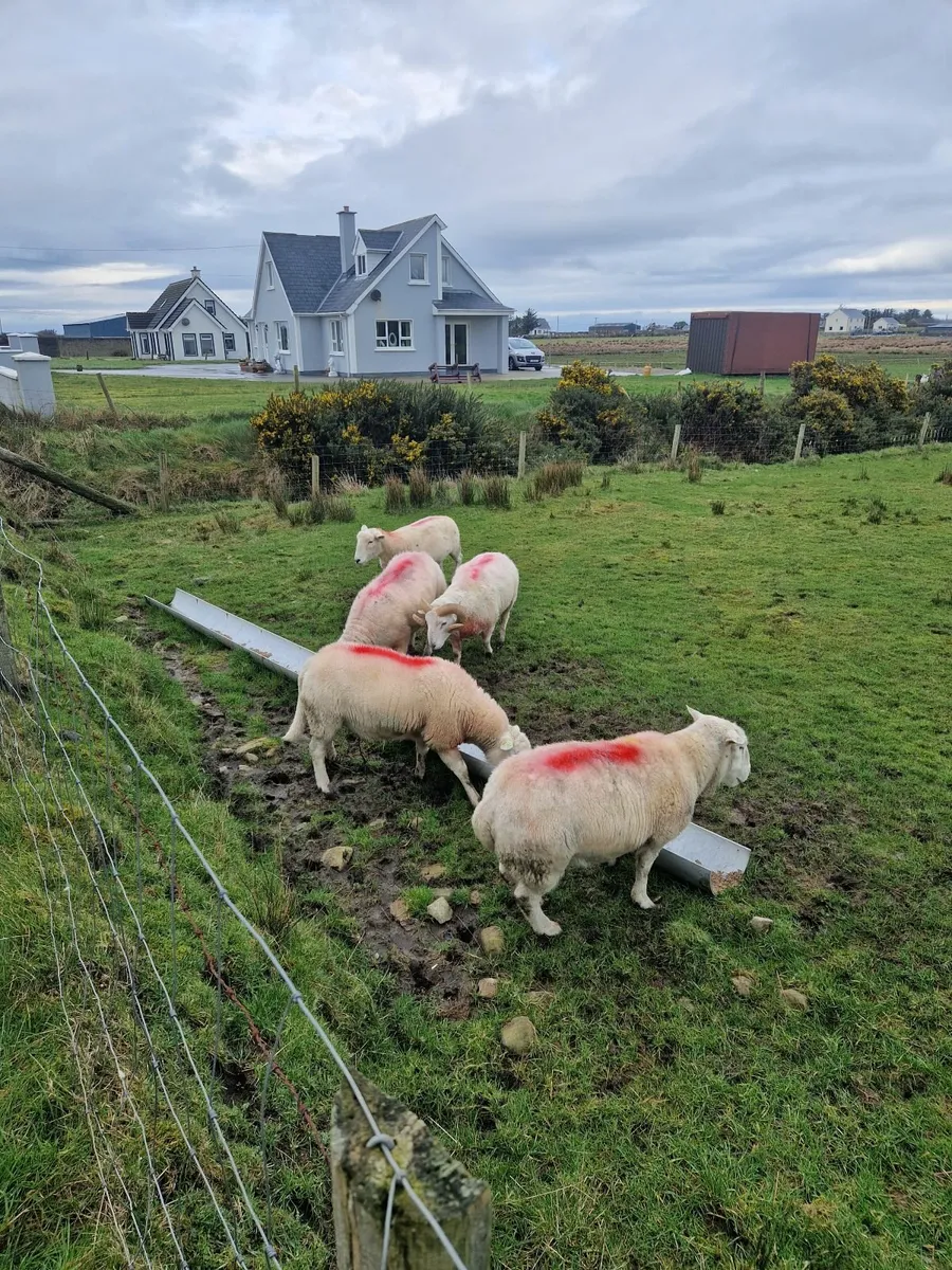 Easycare Rams - Image 1