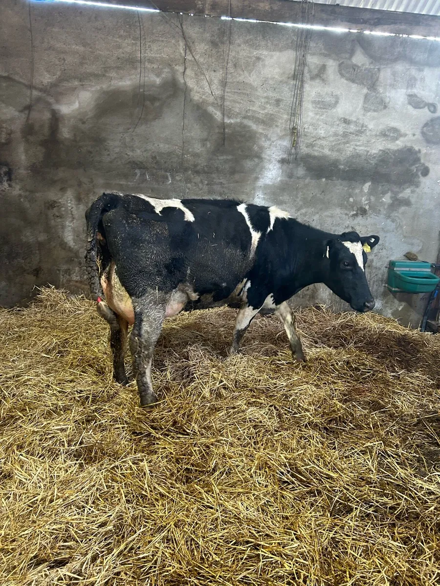 Cow to rear calves - Image 1