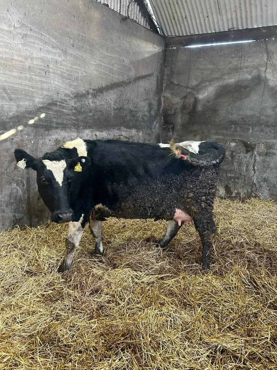 Cow to rear calves - Image 4