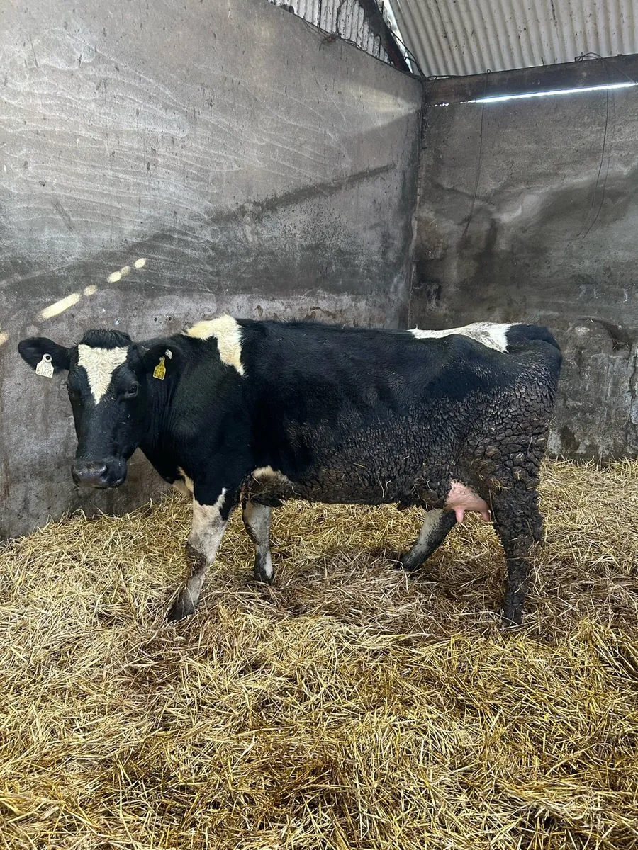 Cow to rear calves - Image 3