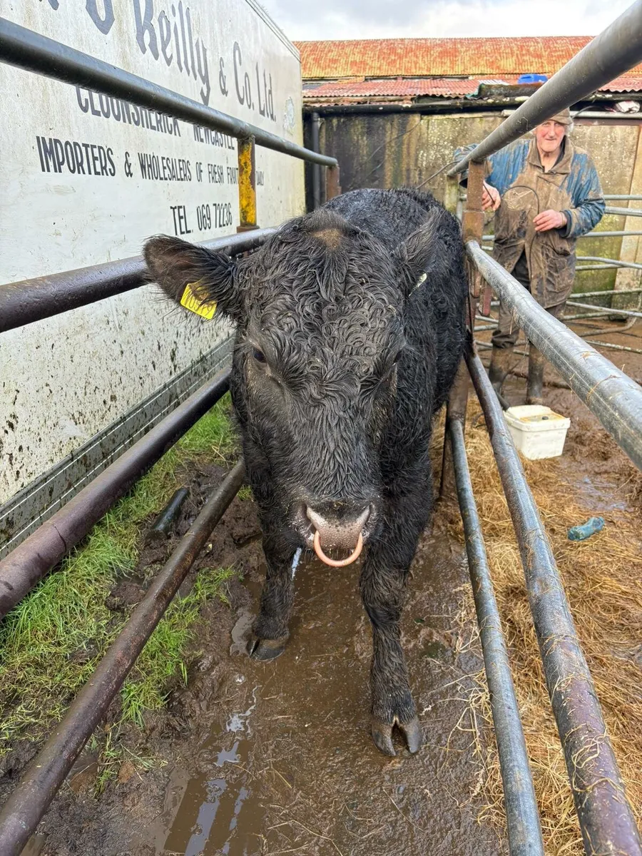 Bull testing - Image 3