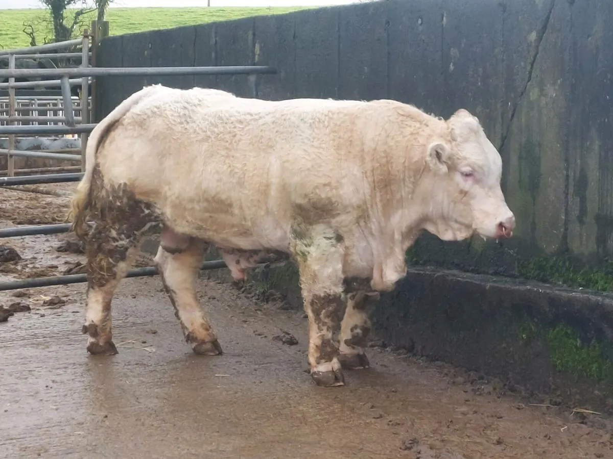 Bull testing - Image 4