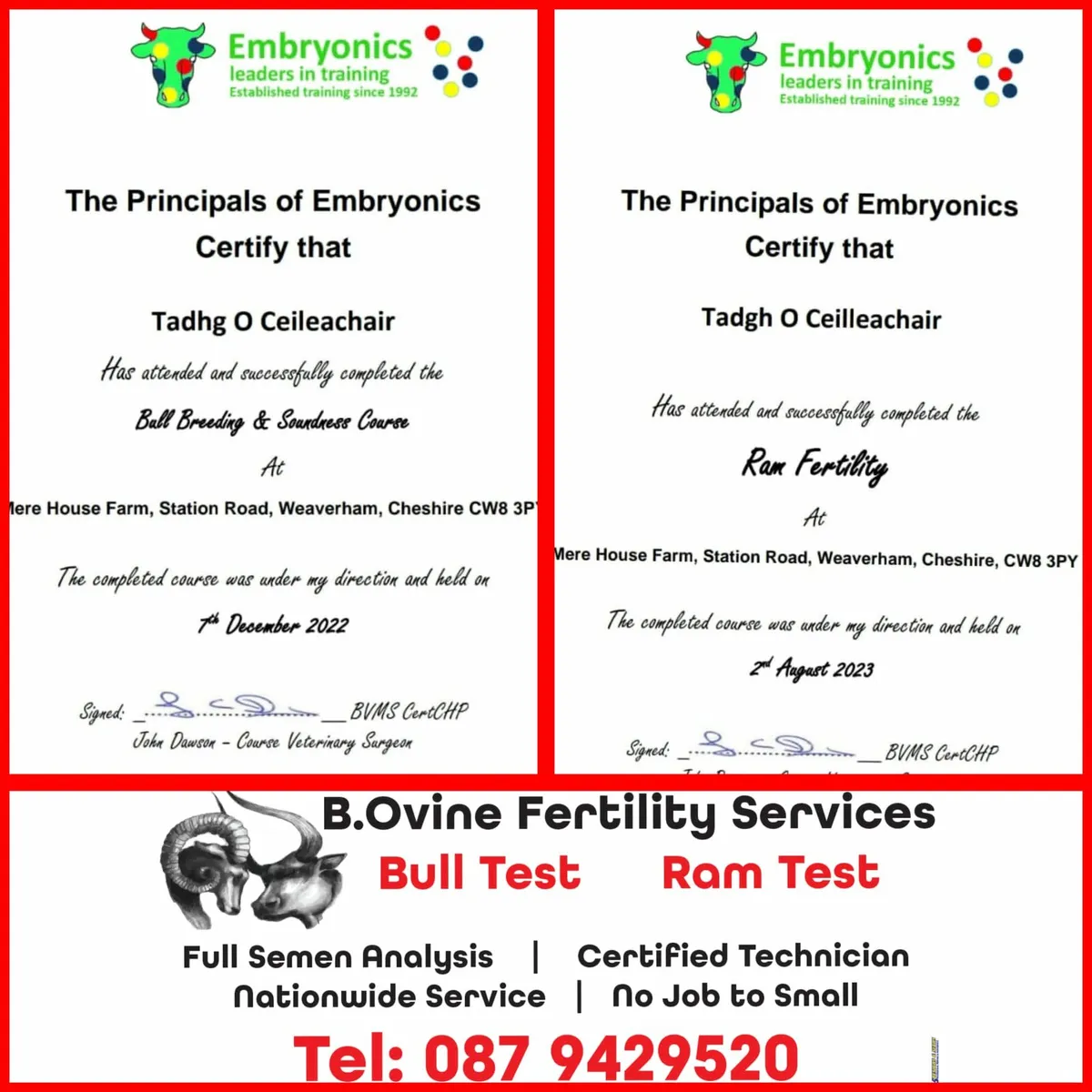 Bull testing - Image 1