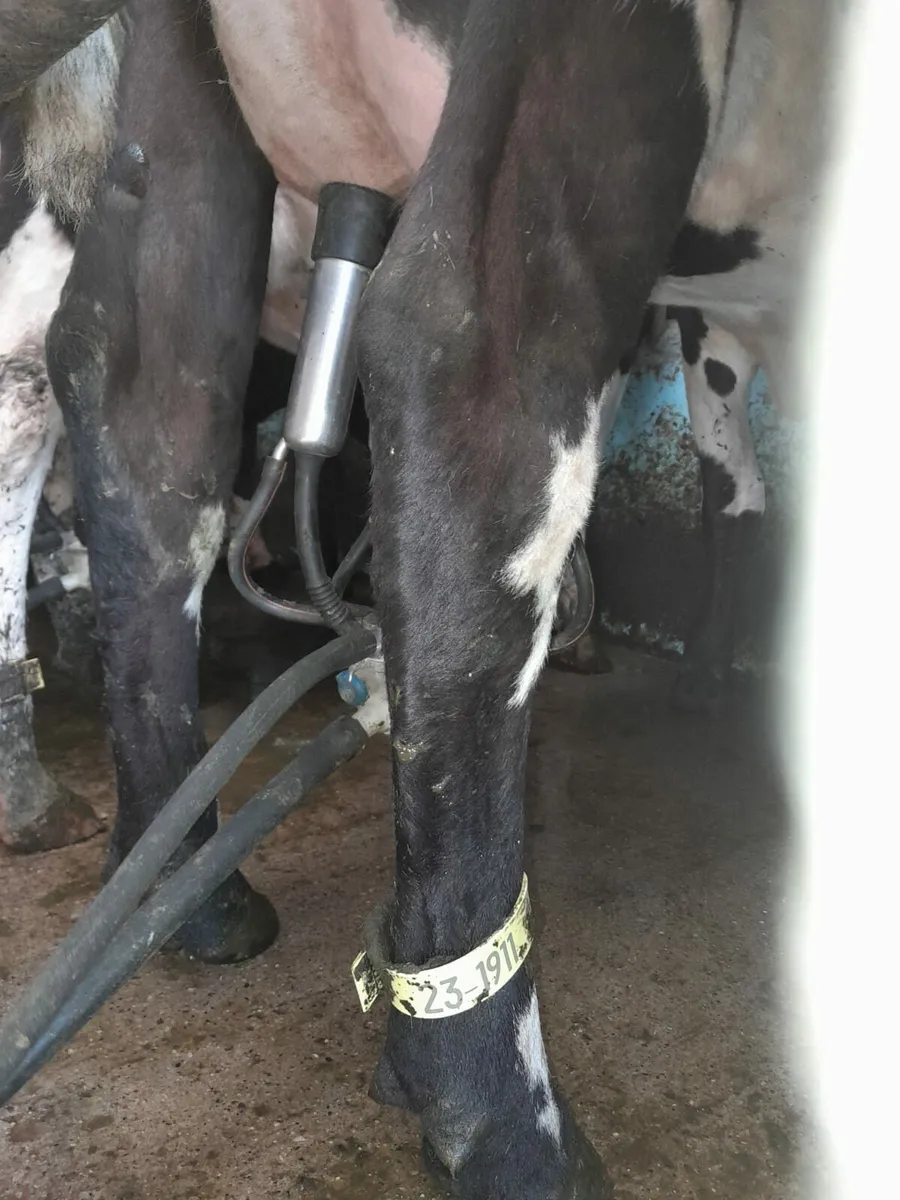 Numbered cow legstraps - Image 1