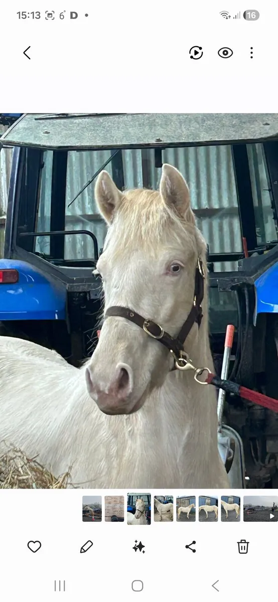 2Yr old Cremello Connemara Filly - Image 1