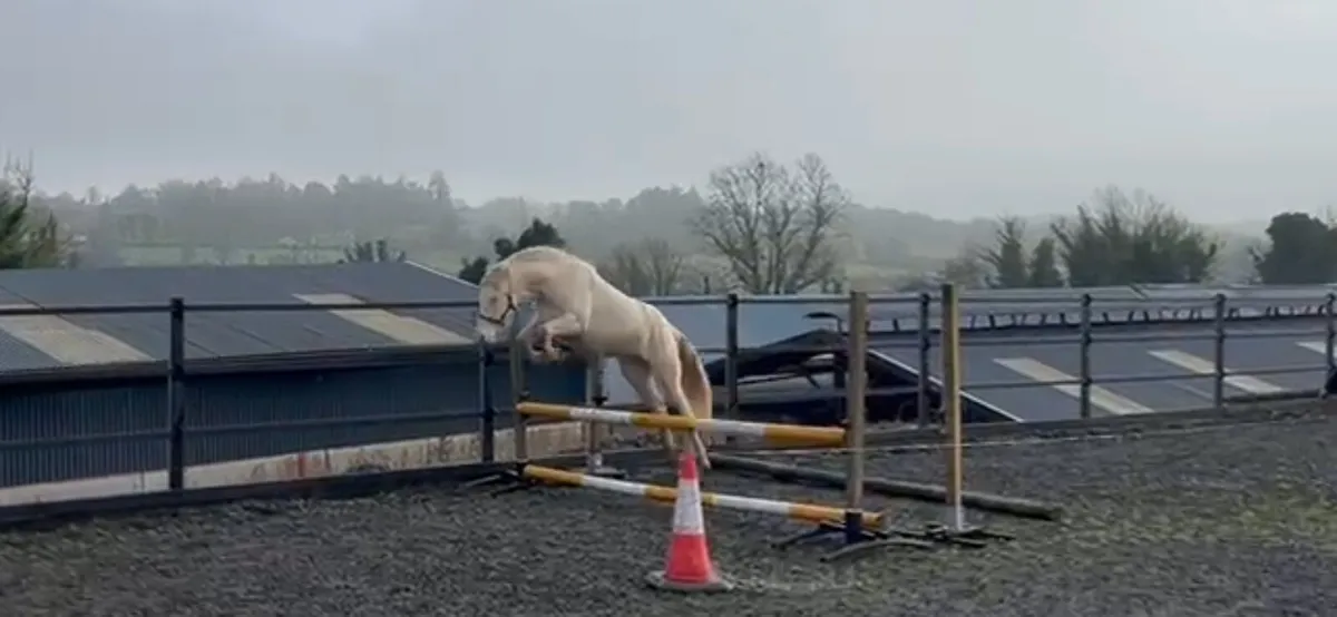 2Yr old Cremello Connemara Filly - Image 2