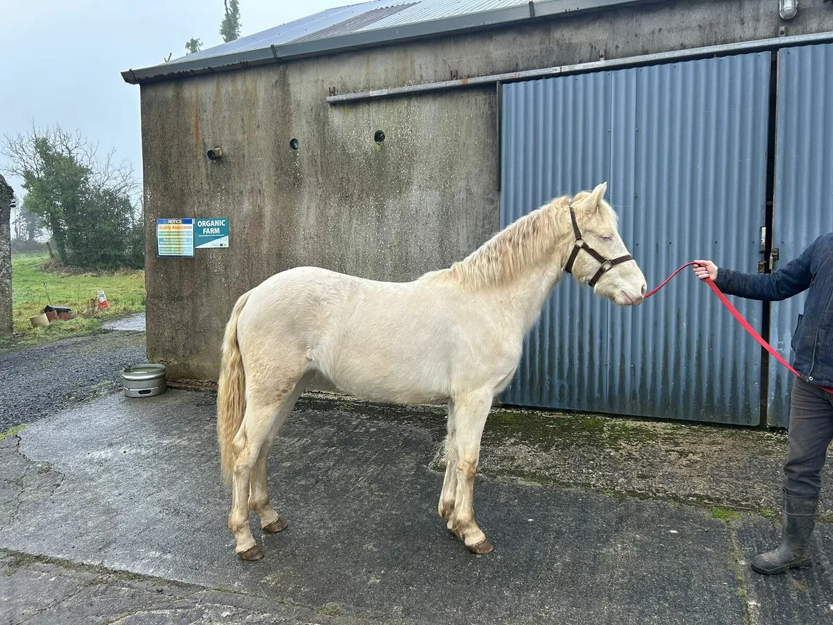 2Yr old Cremello Connemara Filly - Image 4
