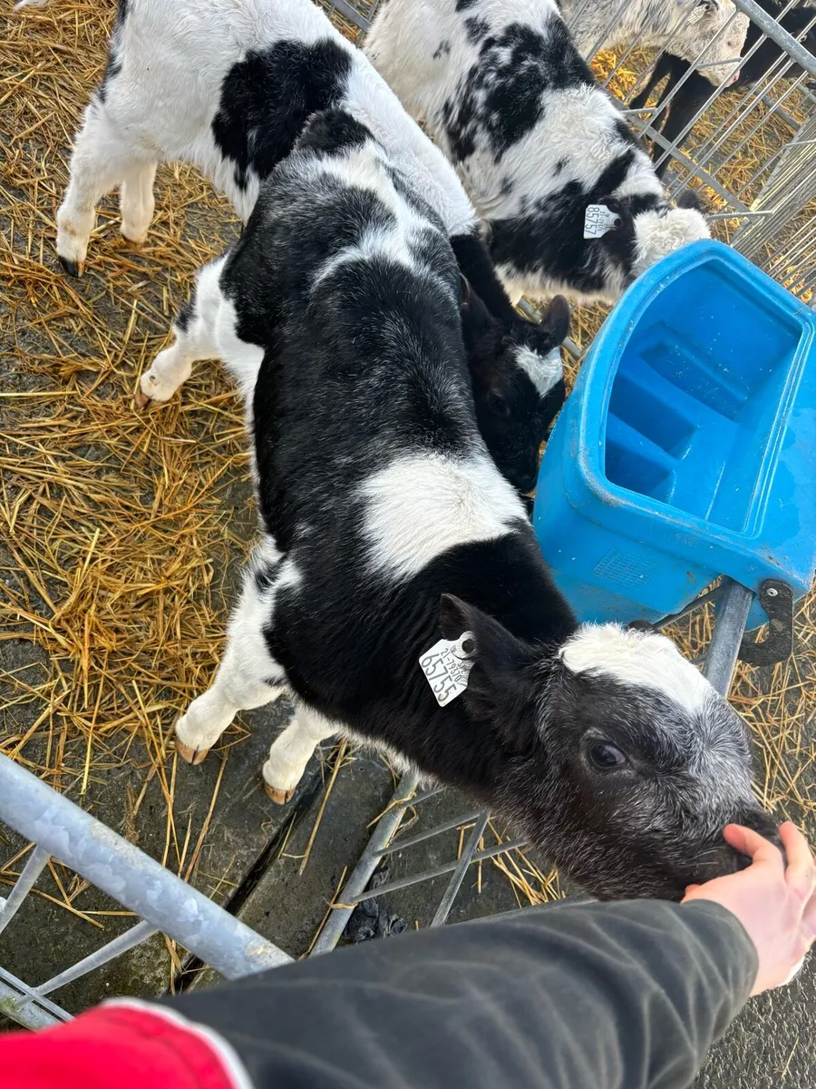 blue calves - Image 1