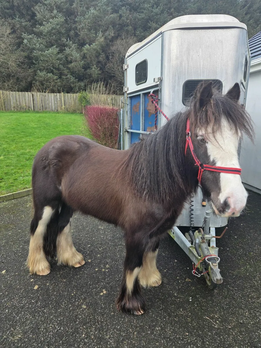 Bailey super cob - Image 1