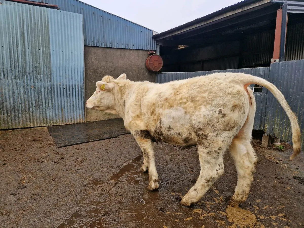 Pedigree Registered Charolais Heifer - Image 4