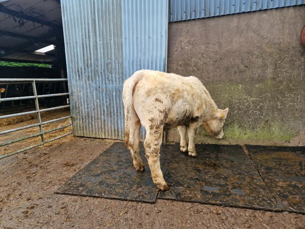 Pedigree Registered Charolais Heifer - Image 3