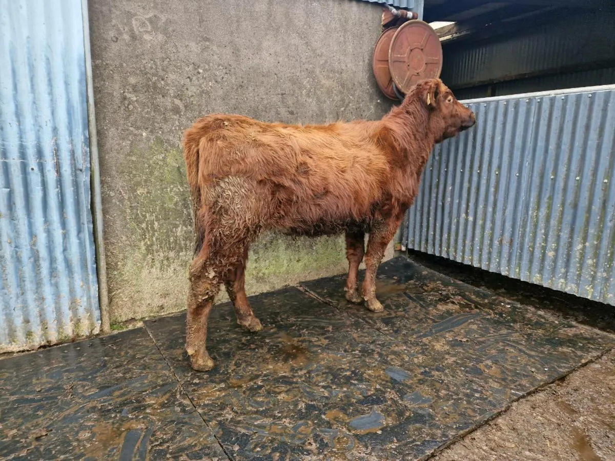 Hybrid Aberdeen Angus/Shorthorn Heifer - Image 1