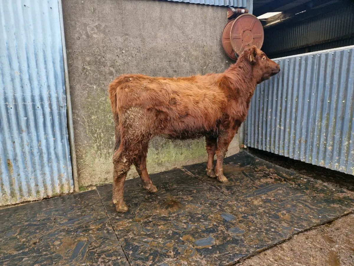 Hybrid Aberdeen Angus/Shorthorn Heifer - Image 2