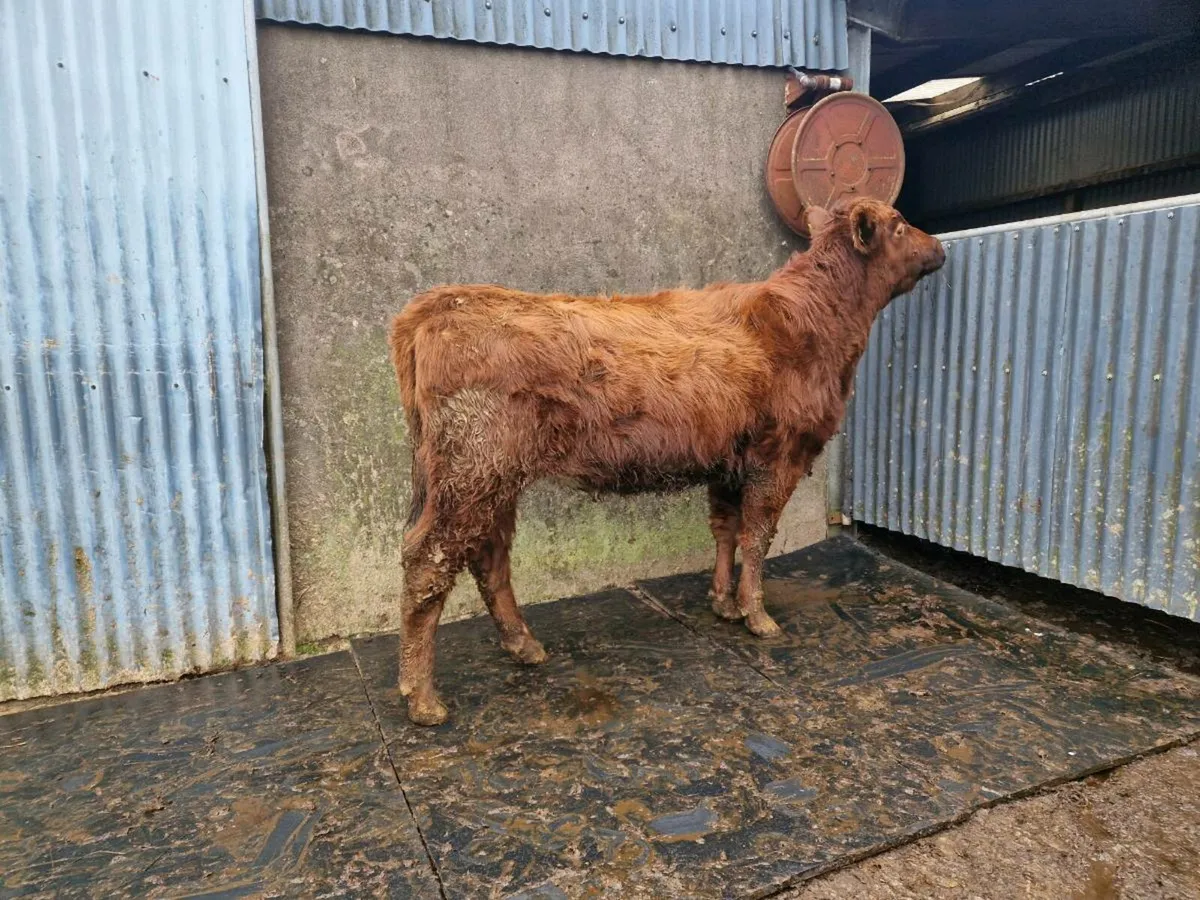 Hybrid Aberdeen Angus/Shorthorn Heifer - Image 3