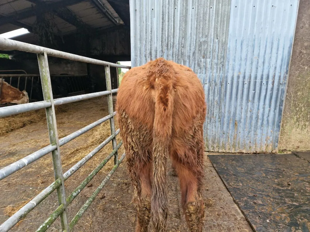 Hybrid Aberdeen Angus/Shorthorn Heifer - Image 4
