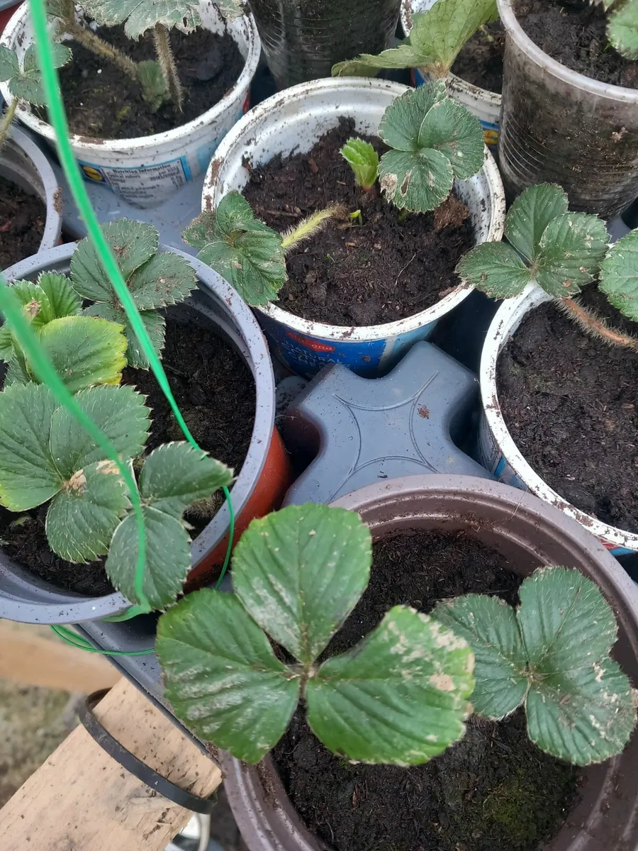 Strawberry plants - Image 1