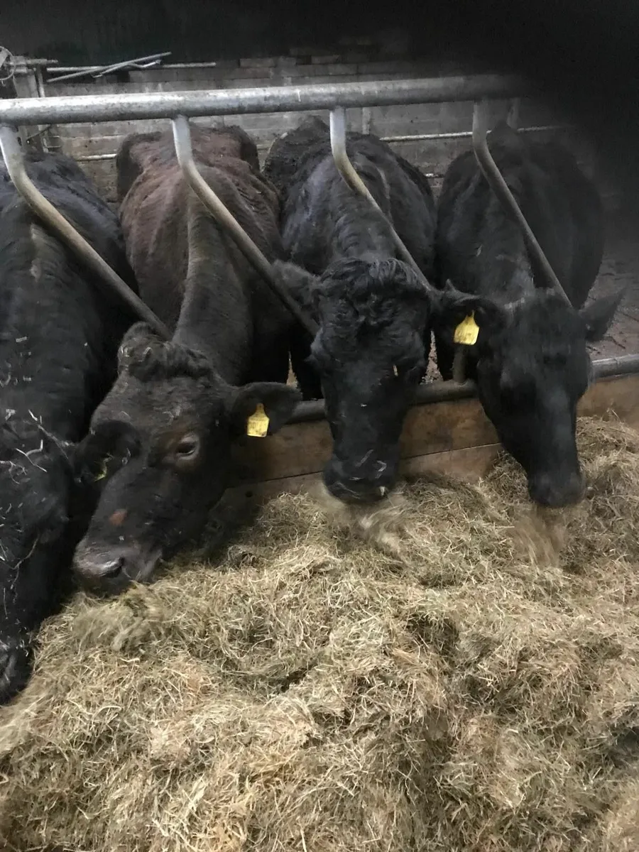 Limousin  in calf cows - Image 1