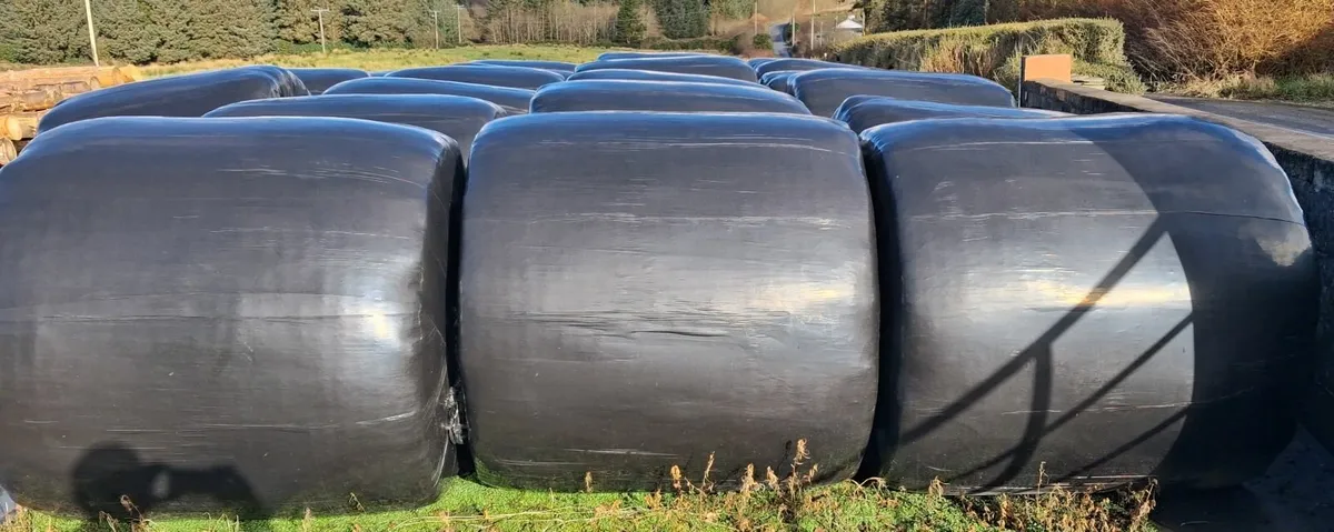 20 Silage Bales for sale