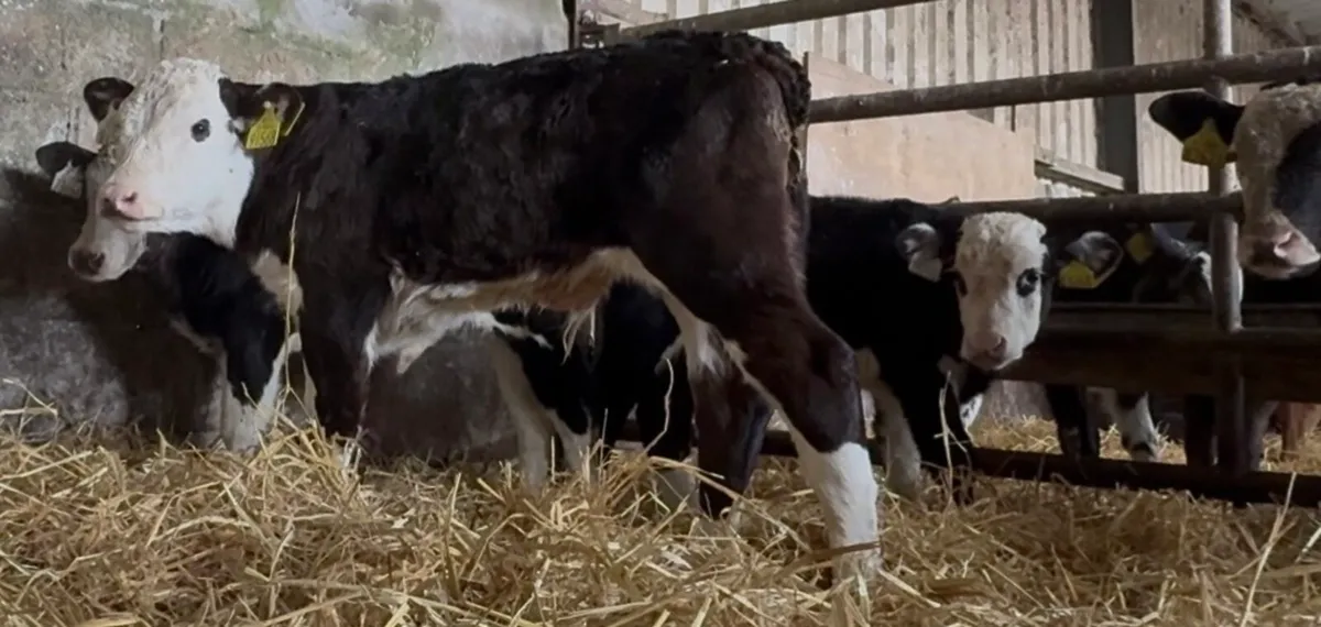 5smashing Whithead bull calves - Image 3