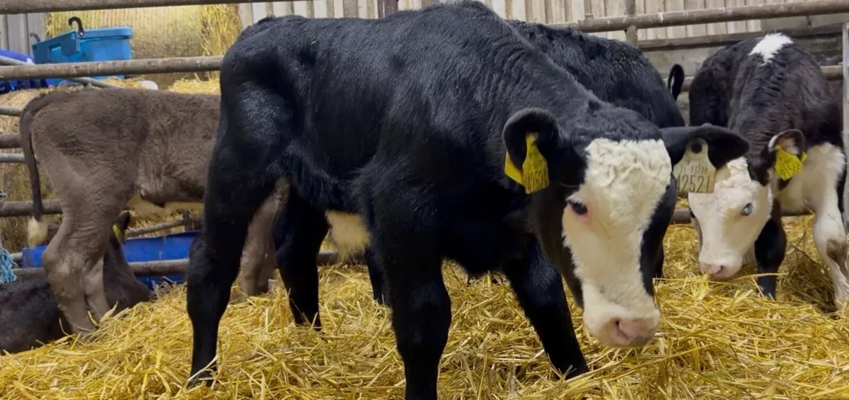 5smashing Whithead bull calves - Image 4