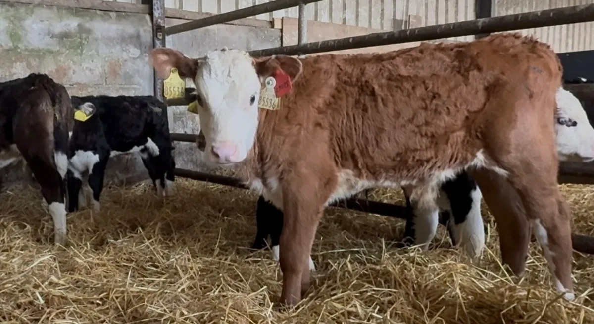 5smashing Whithead bull calves - Image 2