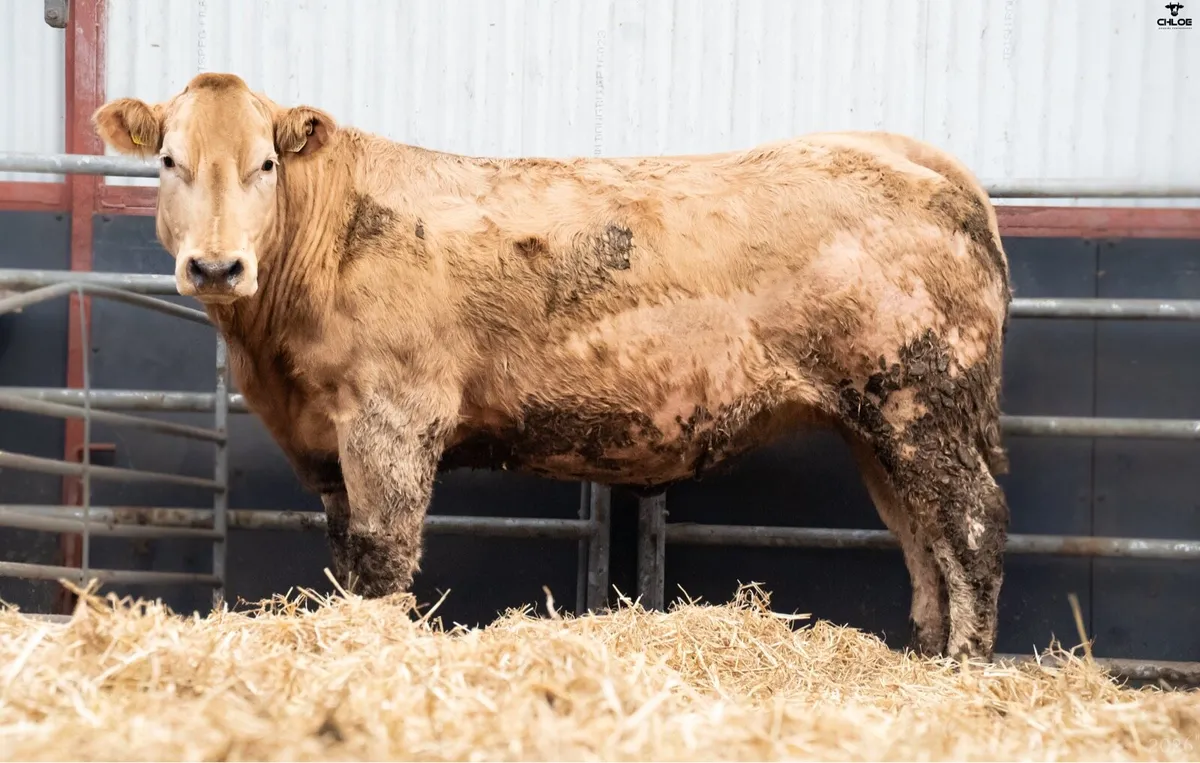 In-Calf Heifers - Image 4