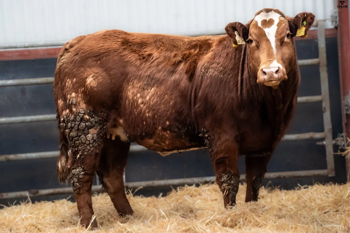 In-Calf Heifers - Image 2