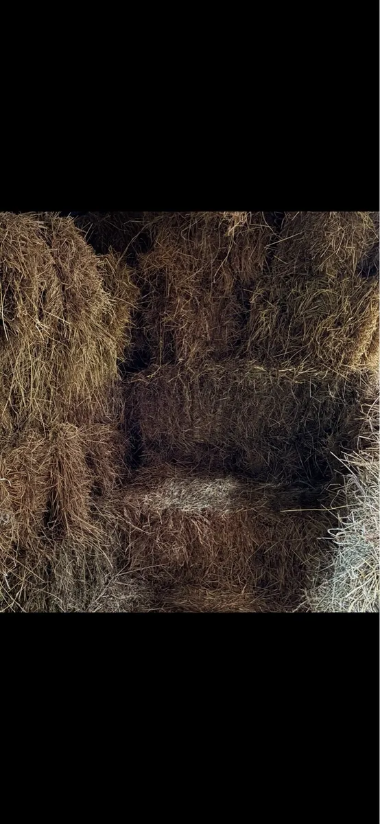 Hay for sale small square and round bales - Image 2