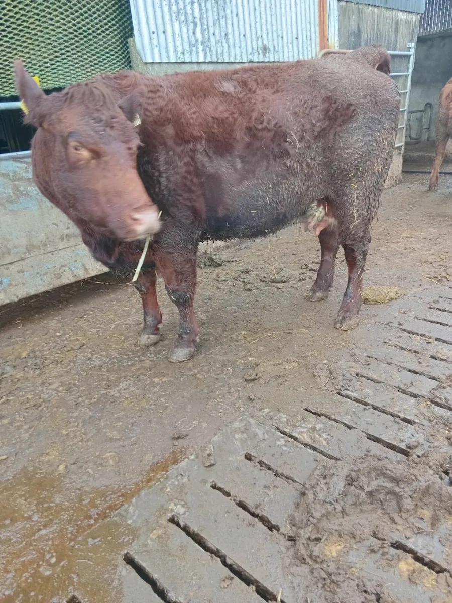 Cow - Surrogate Mother - Image 2