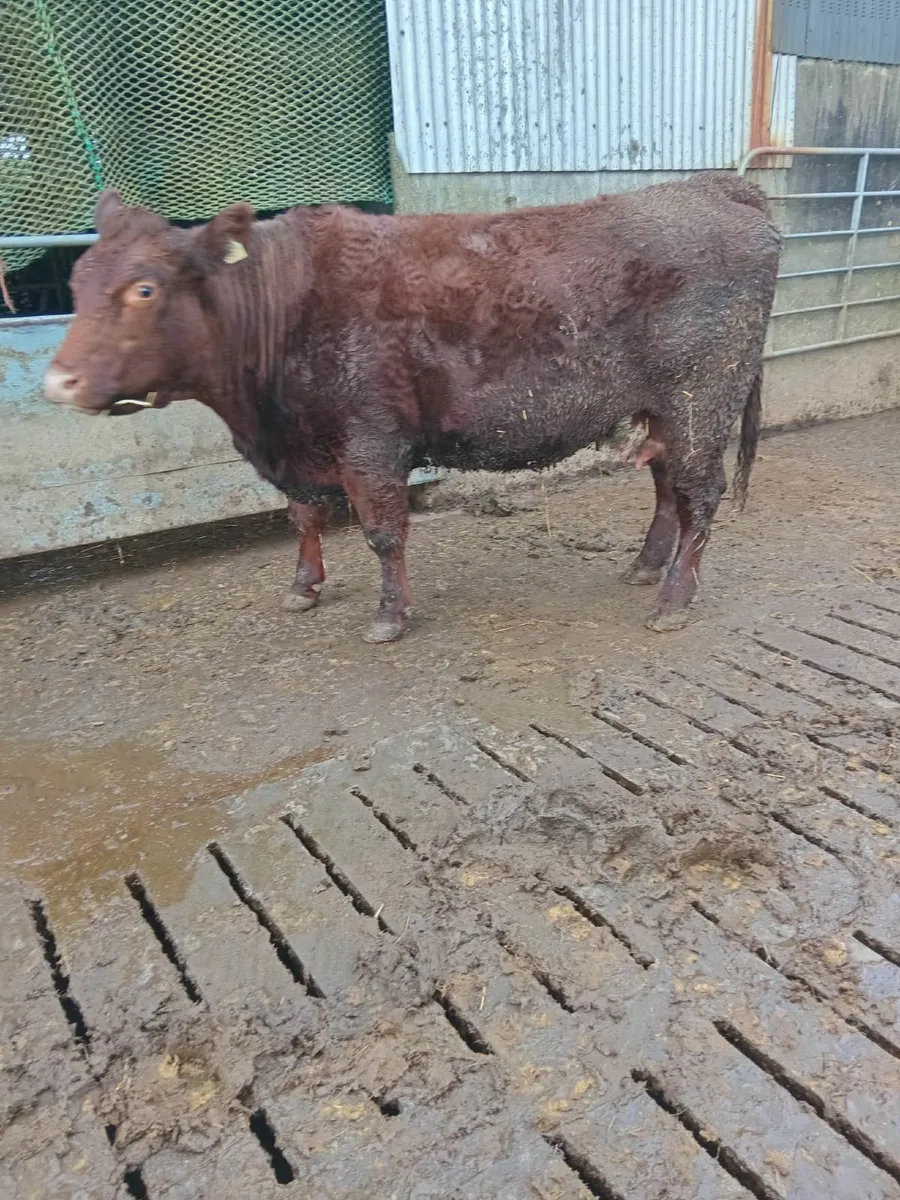 Cow - Surrogate Mother - Image 1