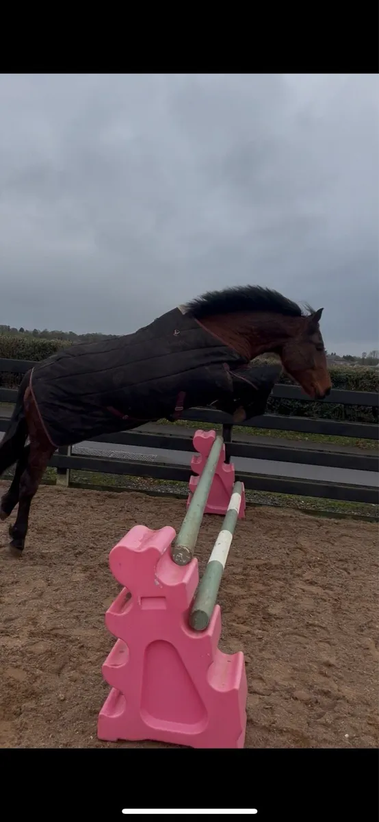 Rising 4year old (2022) - Image 4