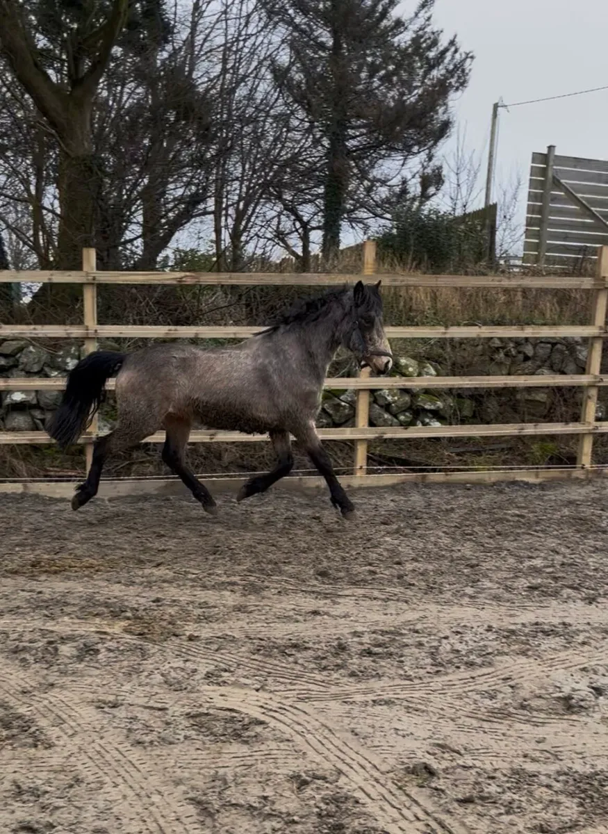 Connemara Golden Dun 3yr Pony - Image 2