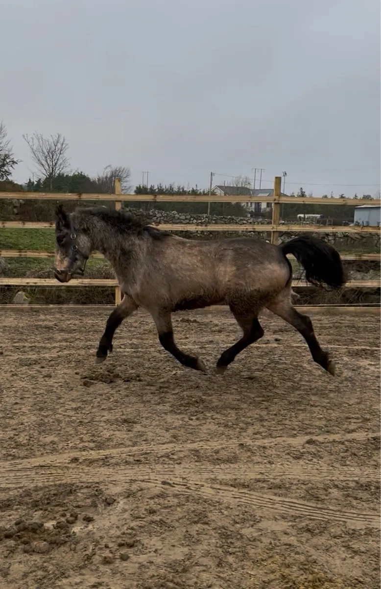 Connemara Golden Dun 3yr Pony - Image 1