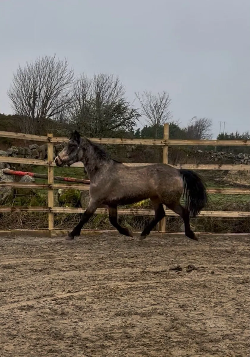 Connemara Golden Dun 3yr Pony - Image 3