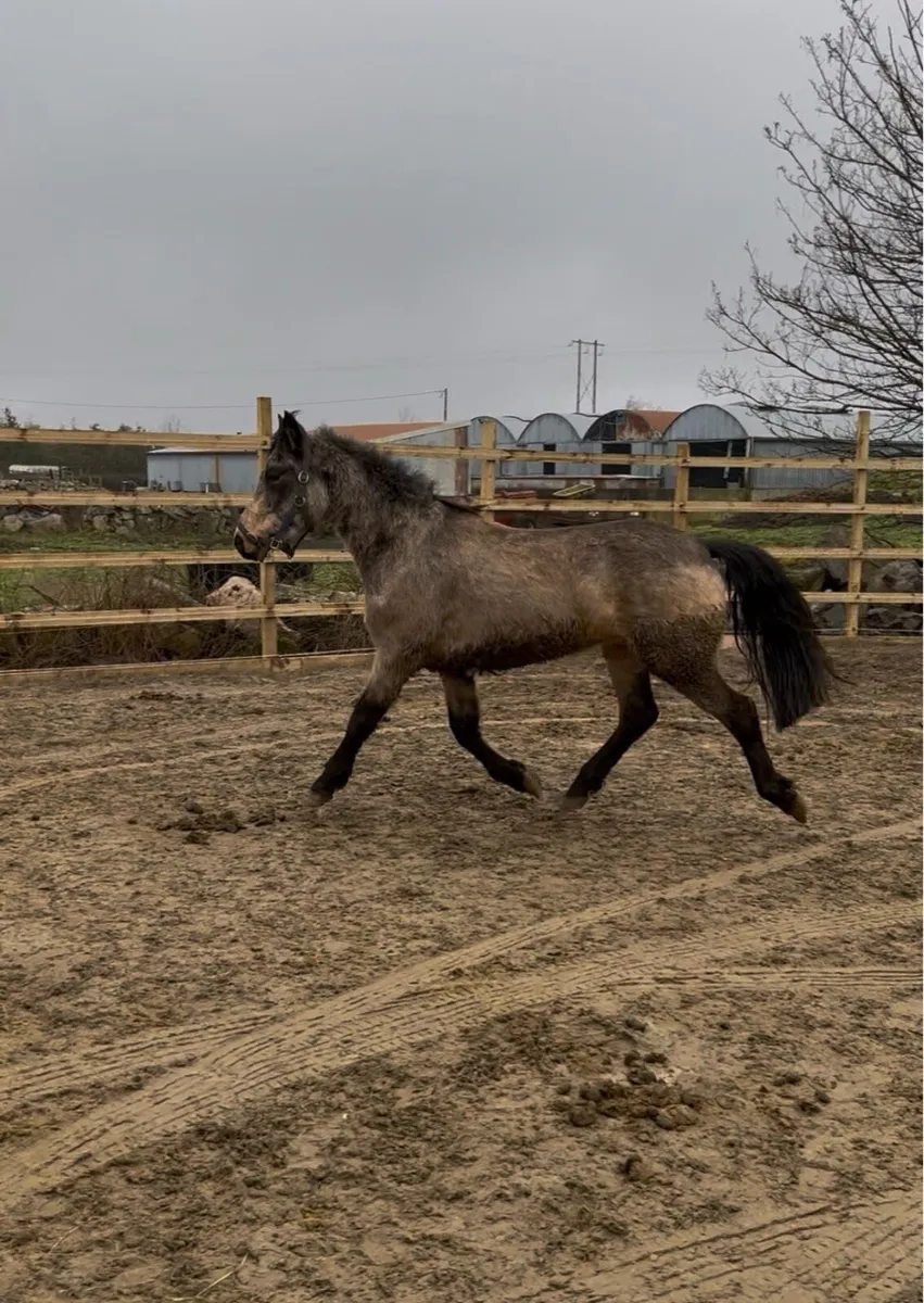 Connemara Golden Dun 3yr Pony - Image 4