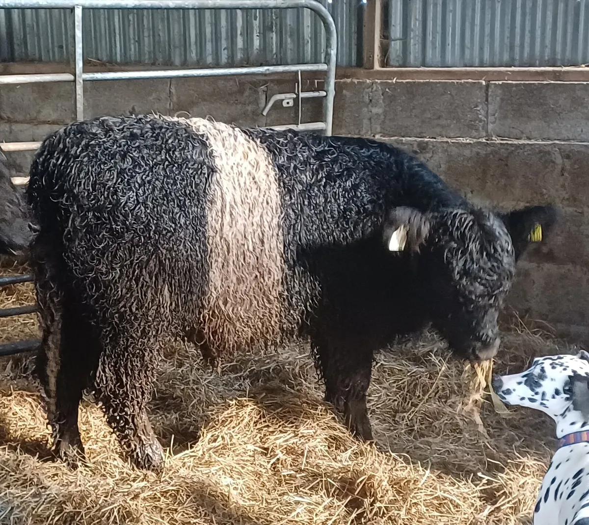 Purebred Registered Belted Galloway Heifer - Image 2