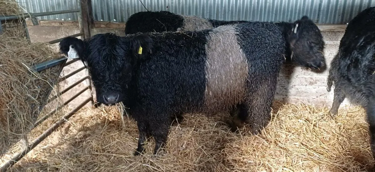 Purebred Registered Belted Galloway Heifer - Image 3