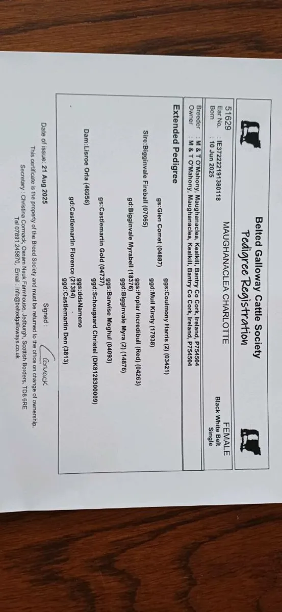 Purebred Registered Belted Galloway Heifer - Image 4