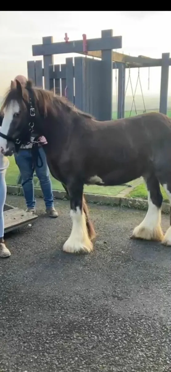 Bailey super cob - Image 2