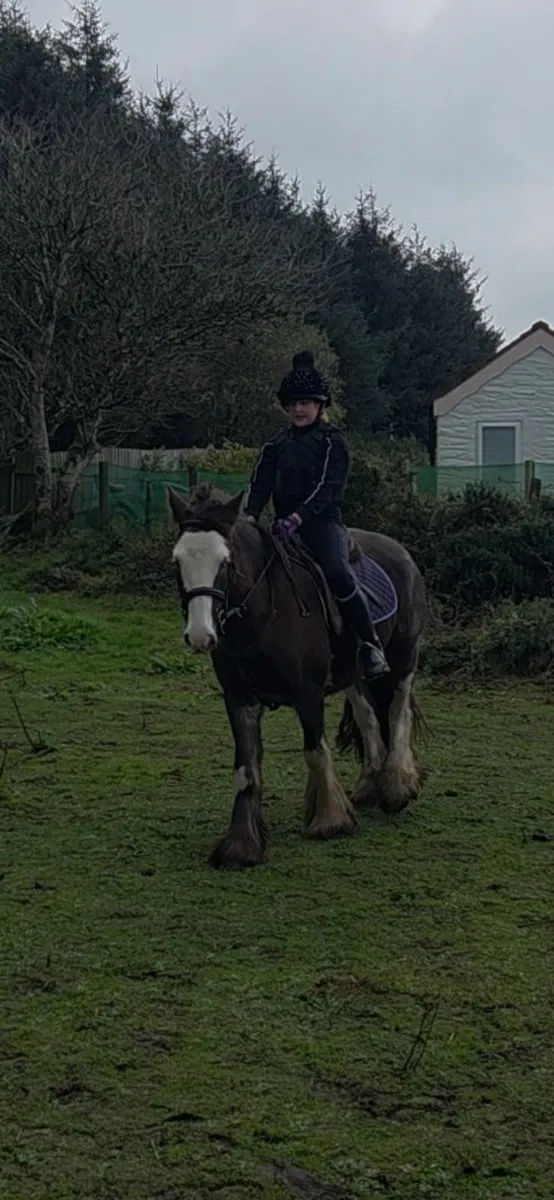 Bailey super cob - Image 4