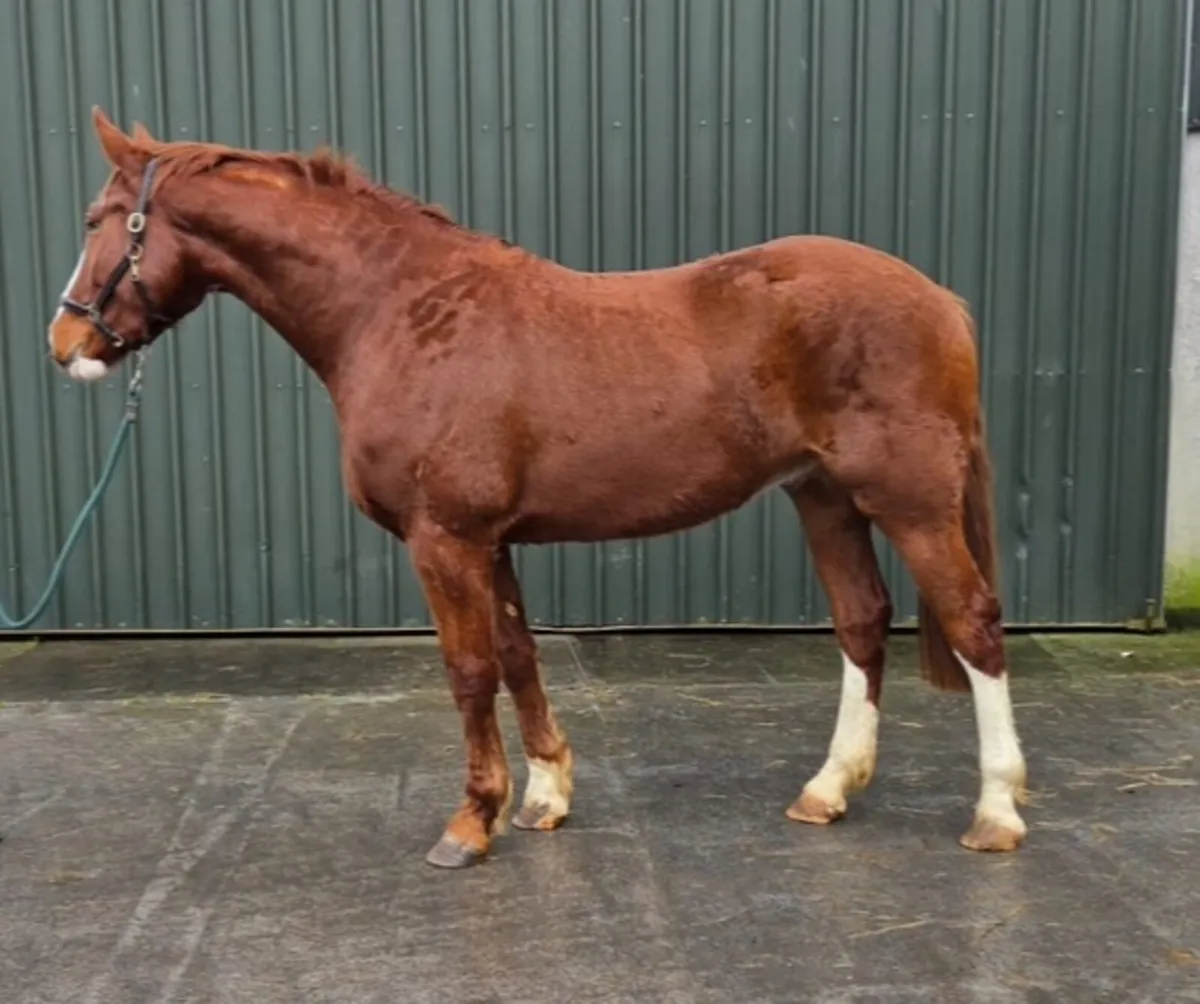 16.3 Draught Horse - Image 3