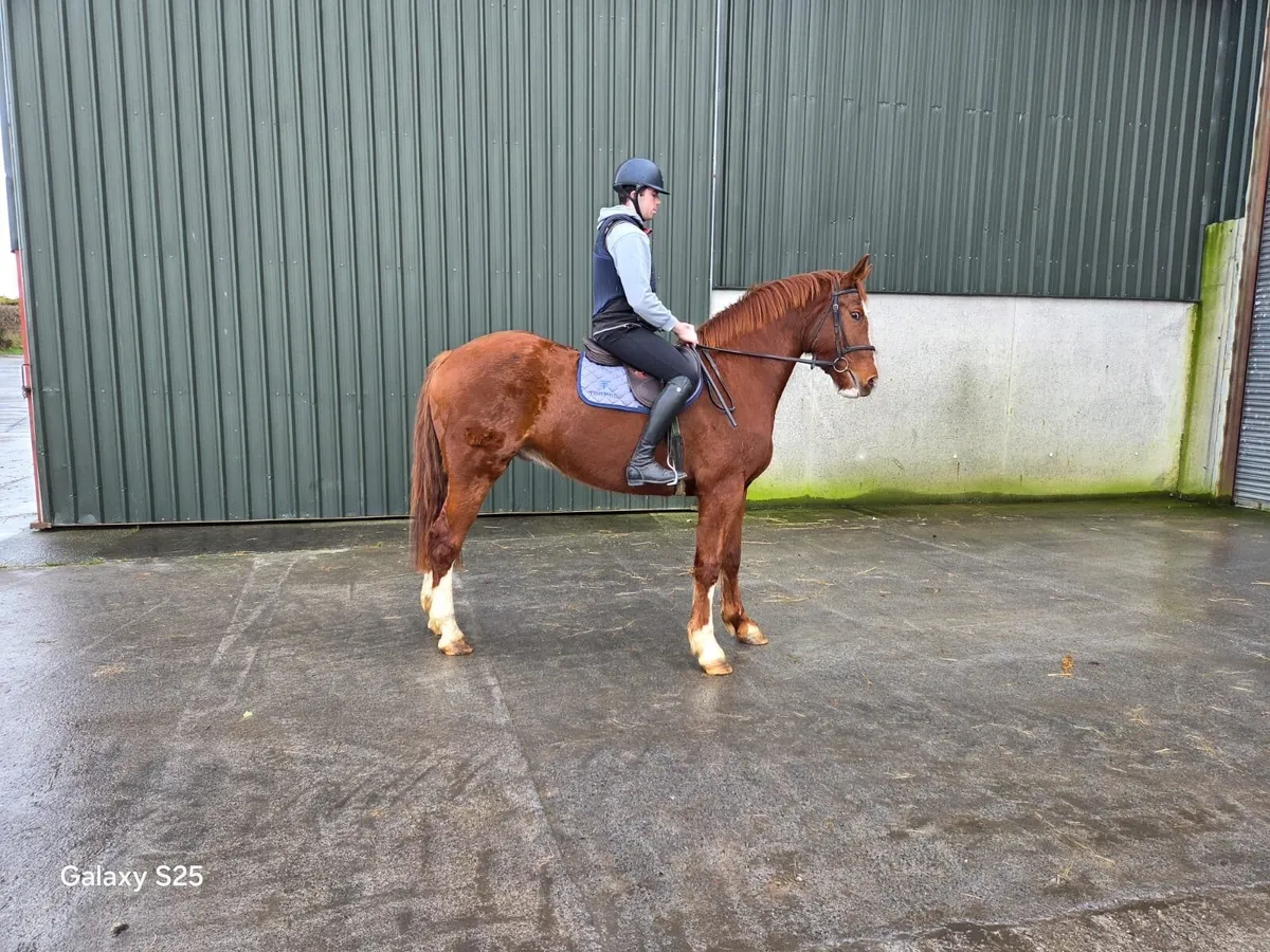 16.3 Draught Horse - Image 1