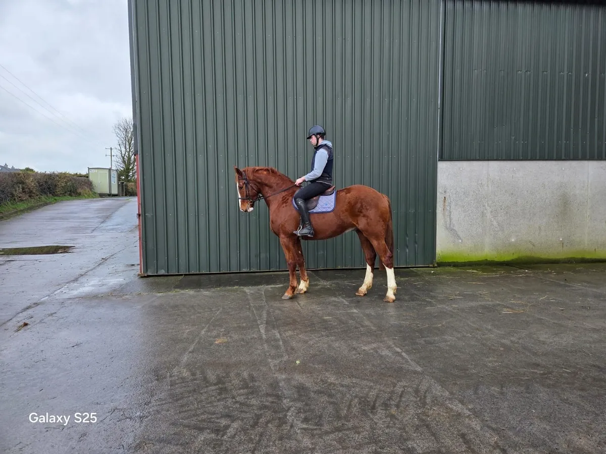 16.3 Draught Horse - Image 4