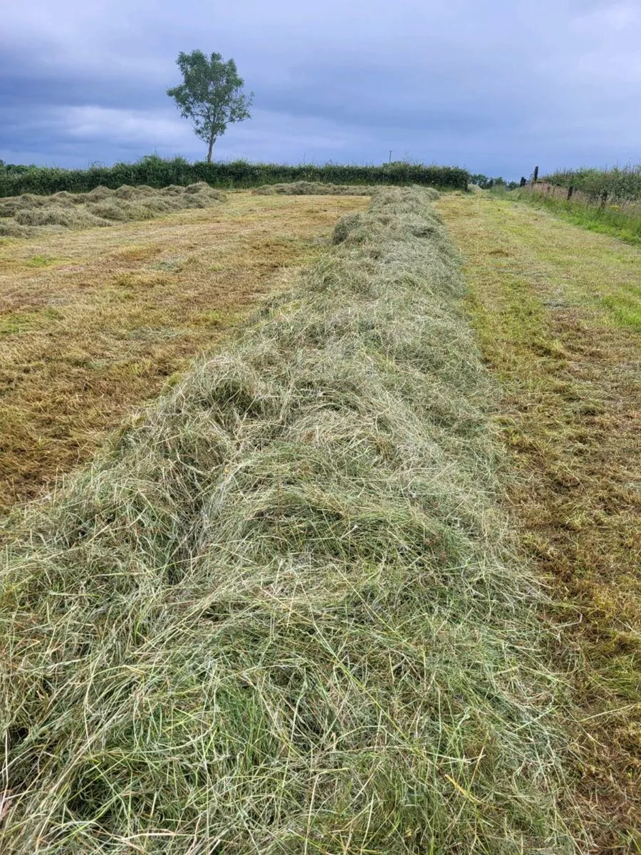 Haylage and hay - Image 2