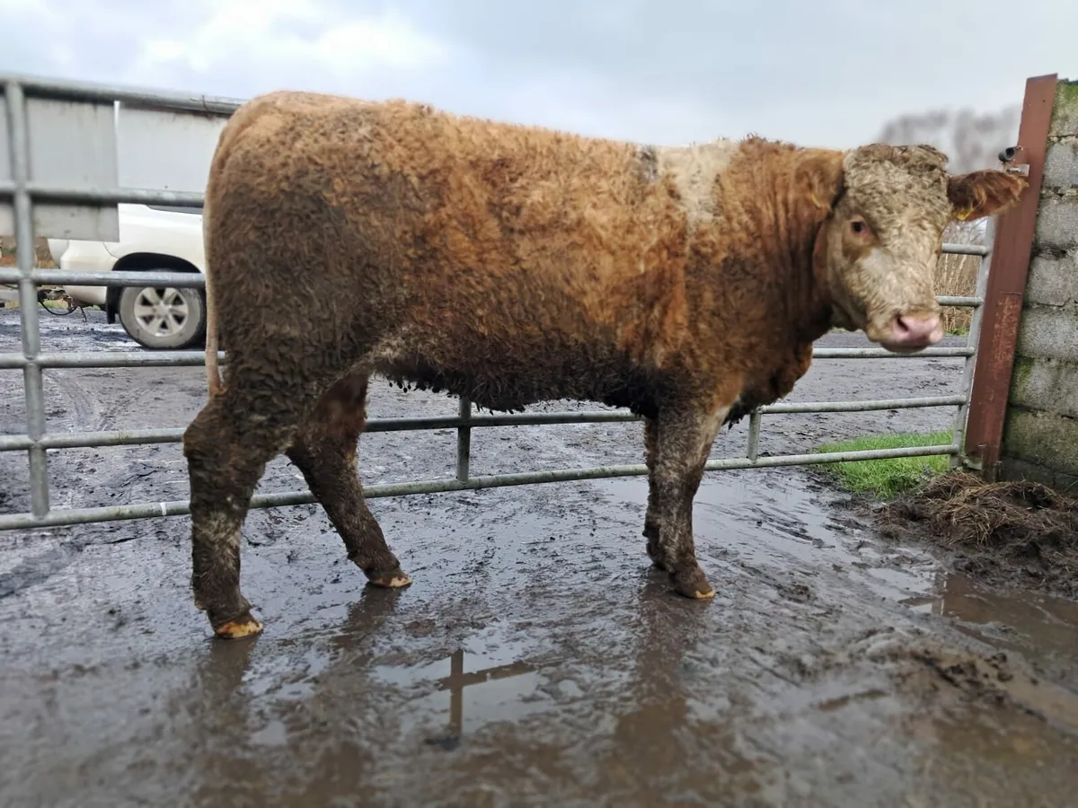 Serious Charolais breeding heifer - Image 3