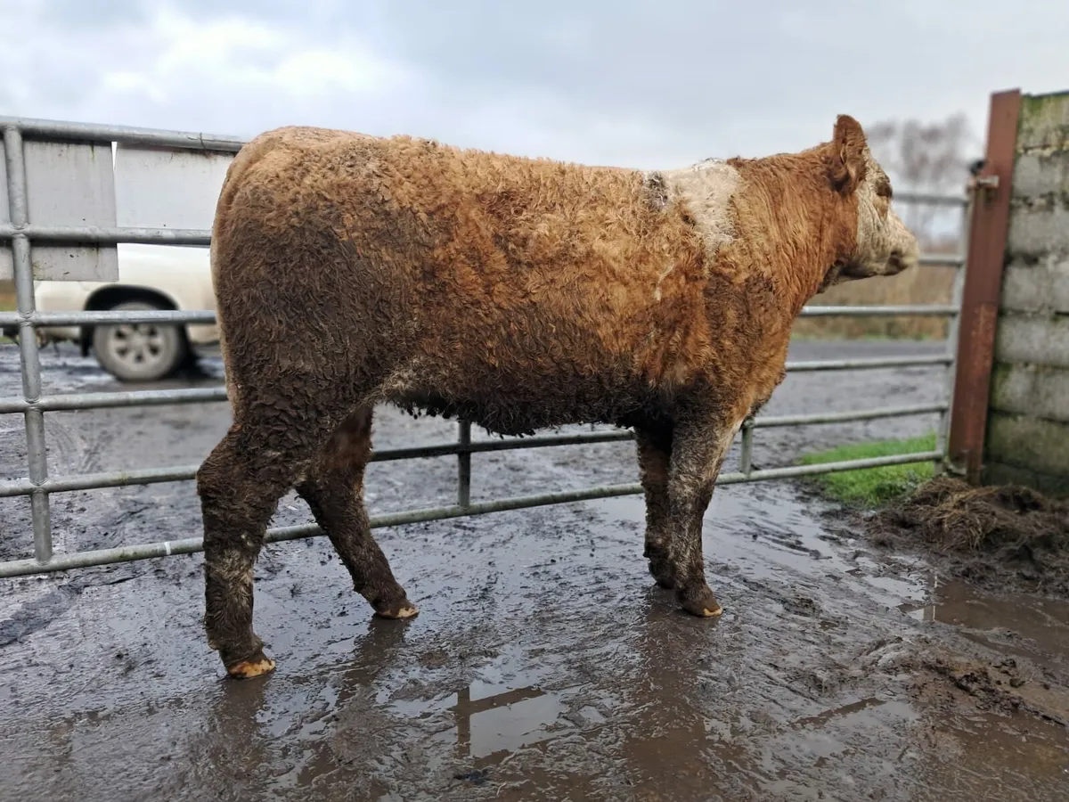 Serious Charolais breeding heifer - Image 1