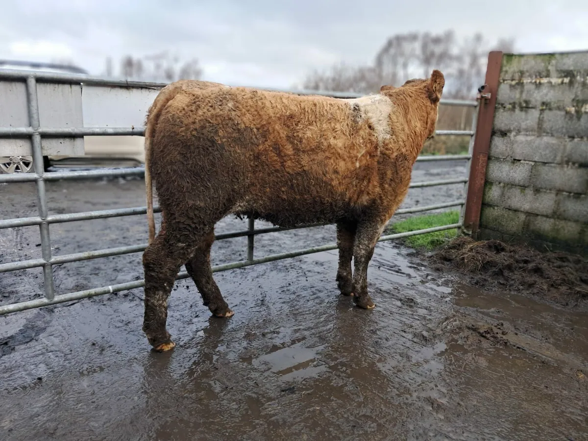 Serious Charolais breeding heifer - Image 2